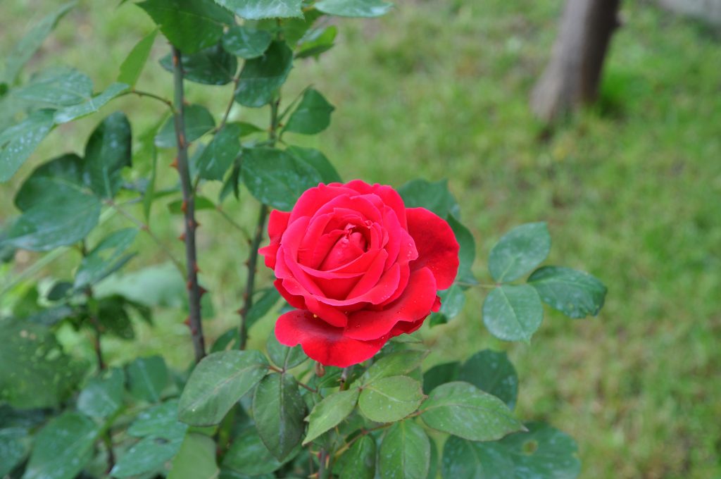 самурайска роза
